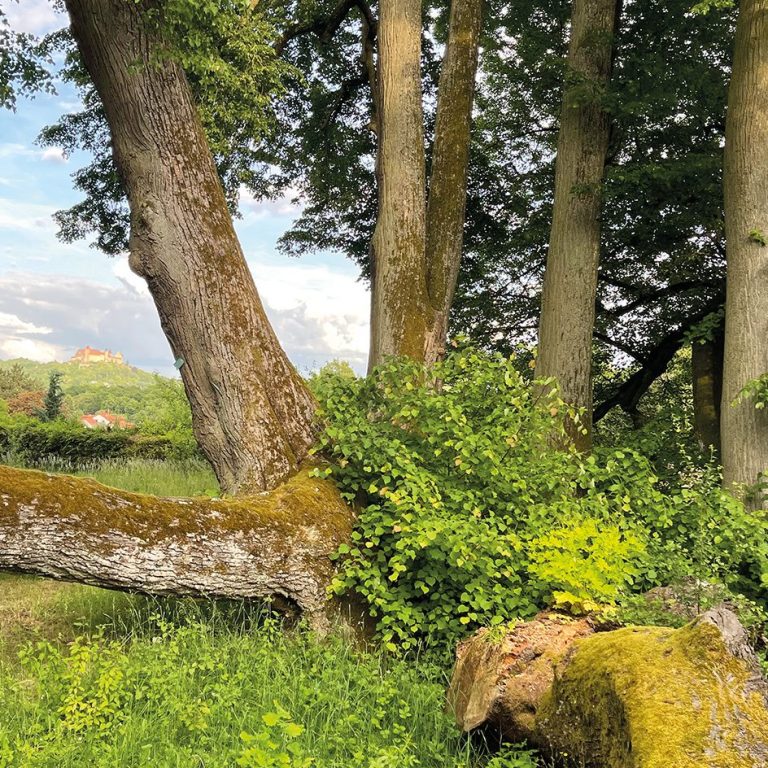 Die sieben alte Linden in der Südansicht