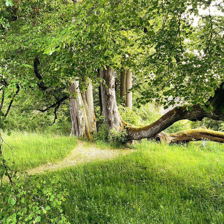 Die sieben alte Linden in der Westansicht